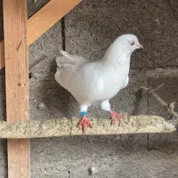 کبوتران پرشی|پرنده|رشت, توشیبا|دیوار