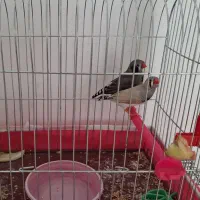 فنچ کینگ