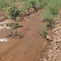 زمین باغ پسته