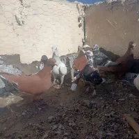 سرخ شامی|پرنده|میرجاوه, |دیوار