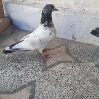 کفتر|پرنده|چابهار, |دیوار