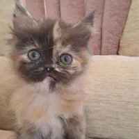 بچه گربه پرشین هیمالین