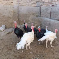 بوقلمون