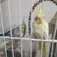 عروس هلندی واگذاری