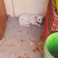 سگ پا کوتاه|سگ|خرمدره, |دیوار