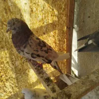 کفتر پرشی|پرنده|شهر ری, حمزهآباد|دیوار