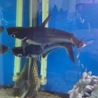 آکواریوم با5عددماهی به فروش می رسد|ماهی|میبد, |دیوار