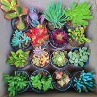 گل کاکتوس و ساکولنت طبیعی