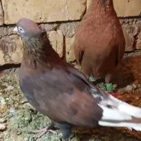 تافته ای دمسفید دوکاکله|پرنده|شیراز, منطقه ویژه اقتصادی|دیوار