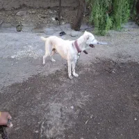 فروش سگ افغان