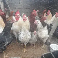 مرغ و خروس ده ماهه