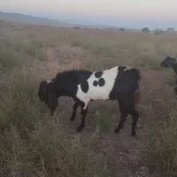 نربز پاکستانی نسل دو قلو وسه قلو