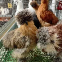 تخم ابریشمی فول کیفیت