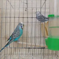 مرغ عشق هلندی