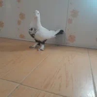 کبوتر دمبی .دم سیاه