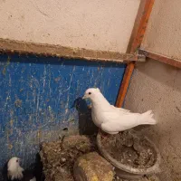 دوتا نر باهم ۳۵۰ کوثر در خدمتم