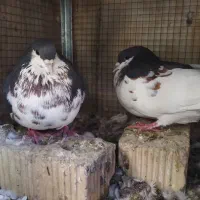 جفت یال و شهری سیاه پر گل