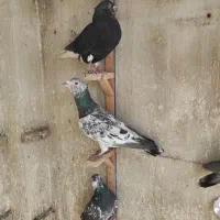 سار کاکلی عطیقه.کلاغ نواری کاکلی ماده.موشی برفی