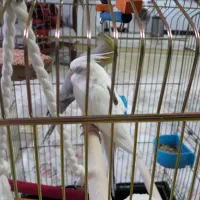 عروس هلندی|پرنده|تهران, مسعودیه|دیوار