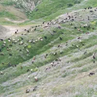 گوسفند جوان