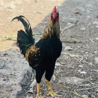 خروس لاری|حیوانات مزرعه|خورموج, |دیوار