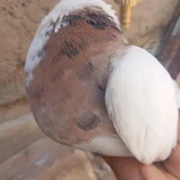 کفتر طوقی شازده
