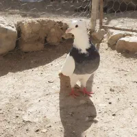 کبوتر کلفه داواتا|پرنده|اردبیل, |دیوار