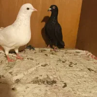 یه جفت کفتر مسافتی درجه یک