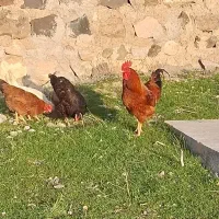 خروس محلی|حیوانات مزرعه|نیر (اردبیل), |دیوار