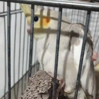 عروس هلندی آهویی|پرنده|محمدیه-قزوین, |دیوار