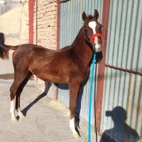 اسب|اسب و تجهیزات اسب‌سواری|اردکان, |دیوار