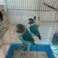 طوطی برزیلی مولد(نژاد پاربلو آیرینگ)