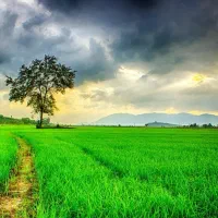 زمین-کشاورزی-میاندربند