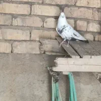 کبوتر دمبی دم سیاه معا وضه