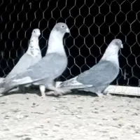 تابلو فرش طرح کبوتر