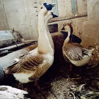 سه عدد قوقاز دارم درجه یک