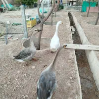 قو قاز|حیوانات مزرعه|مشهد, شهرک مهرگان|دیوار
