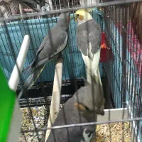 عروس هلندی