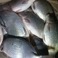 فروش ماهی زنده کپور سر استخر