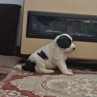 توله سگ ماده