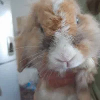 خرگوش لوپ|موش و خرگوش|کوچصفهان, |دیوار