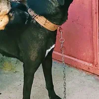 واگذاری ماده سرابی دو ساله