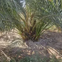 پاجوش نخل ابریم با بهترین قیمت