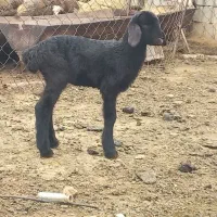 بره ماده شیری قزل افشار