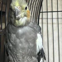 عروس هلندی|پرنده|صومعهسرا, |دیوار