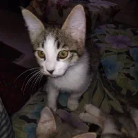 واگذاری 3بچه گربه