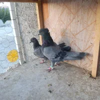 کفتر پرشی|پرنده|ازنا, |دیوار