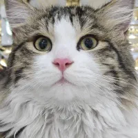 واگذاری گربه نروماده ۷ماهه عقیم با وسایل