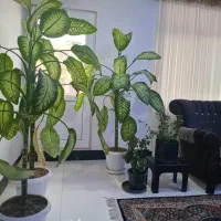 گل دیفن زیبا درختی