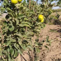 زمین باغی در منطقه قوزان